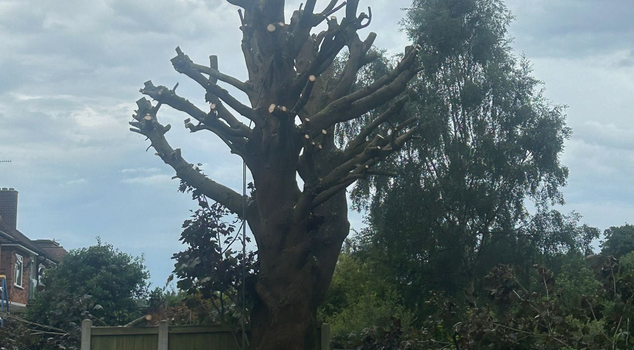 How long does a typical tree surgery job take