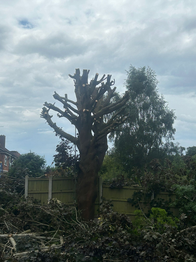 How long does a typical tree surgery job take