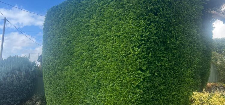 Hedge Height and Width Reduction Hammerwich