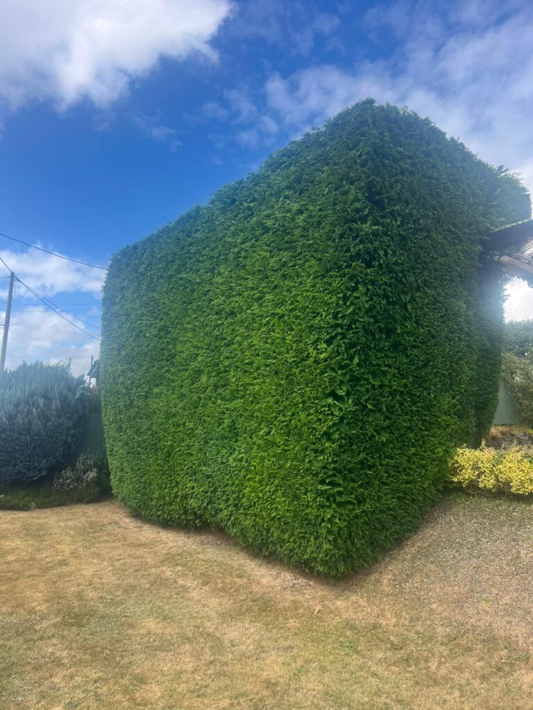 Hedge Height and Width Reduction Hammerwich