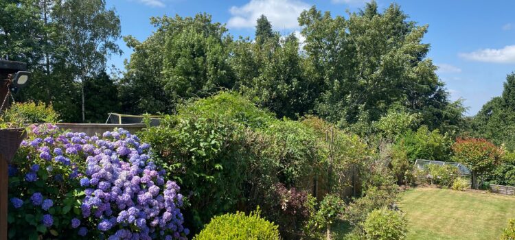 Tree and Hedge Maintenance Cannock