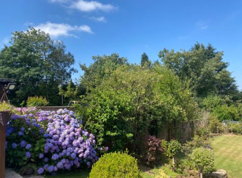 hedge tree maintenance cannock