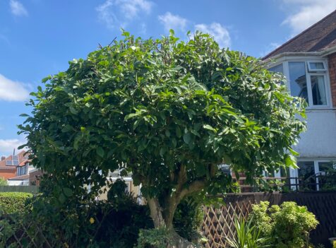hedge tree maintenance cannock