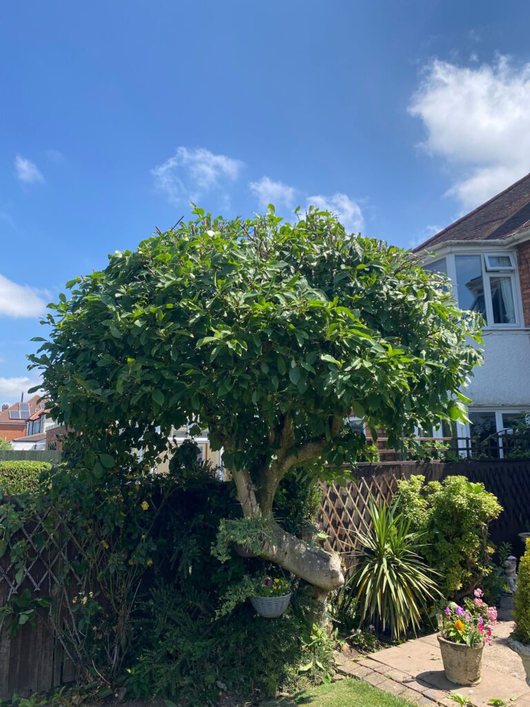 hedge tree maintenance cannock