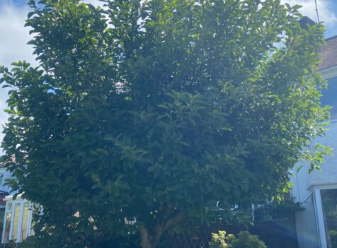 hedge tree maintenance cannock