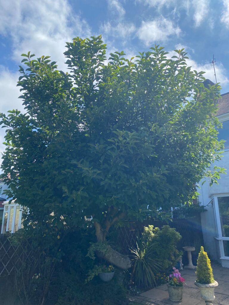 hedge tree maintenance cannock