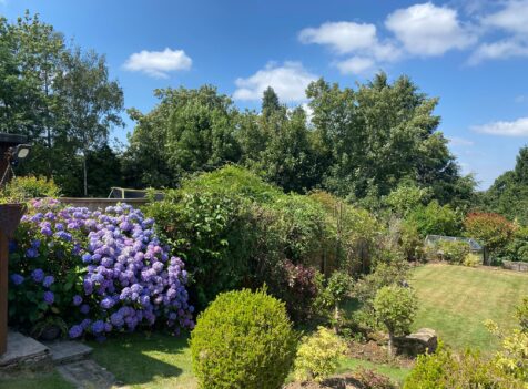 hedge tree maintenance cannock