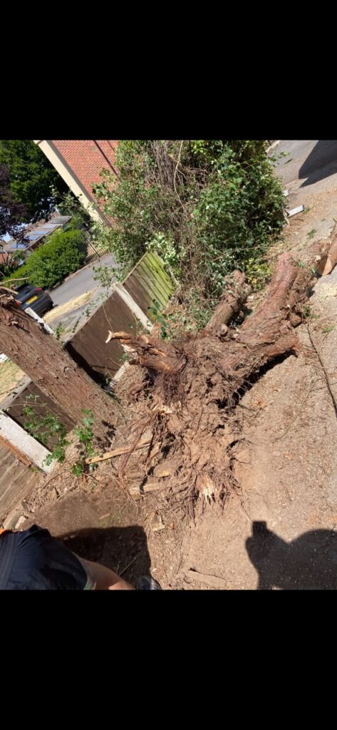 fir tree removal Stafford