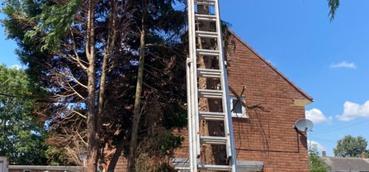fir tree removal Stafford