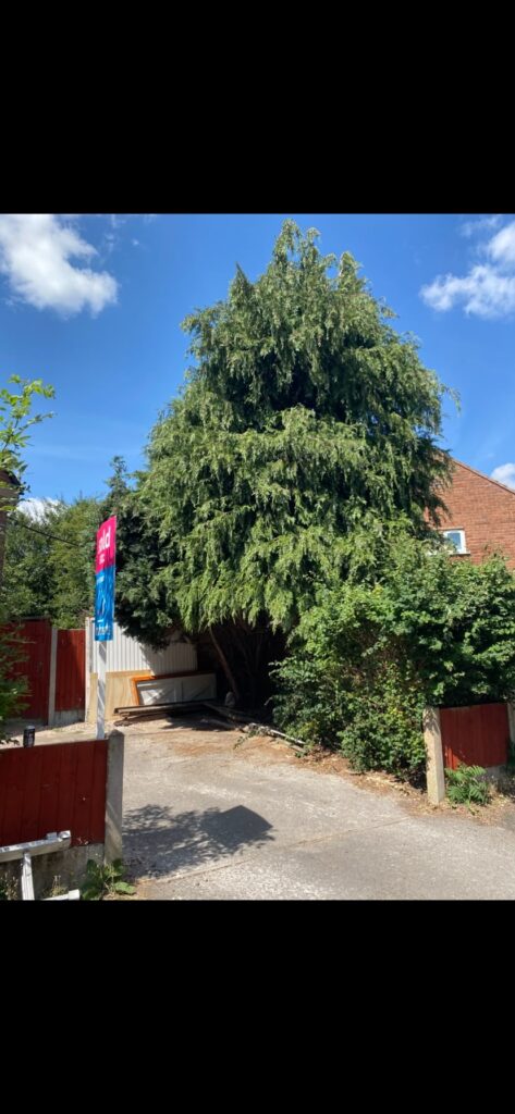 fir tree removal Stafford