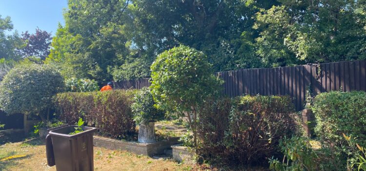 hedge maintenance stafford