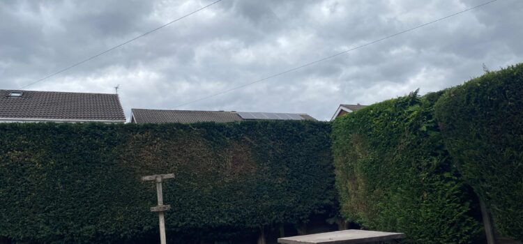 hedge cutting in Cannock